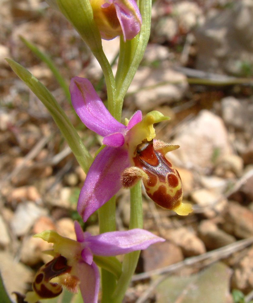 Orchidee di Marzo - Dalla Grecia con passione